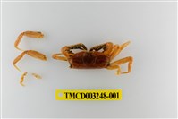 藏品(短身大眼蟹)的圖片